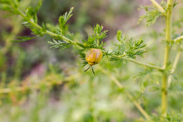 ladybug on plant