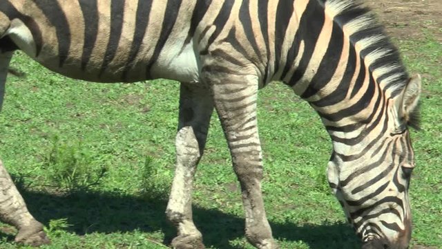 Close-up of zebra in the pasture. Zebra eating grass