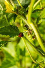 Insects among green plants