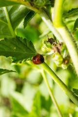 Insects among green plants