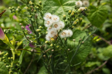 insect on wild grasses