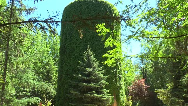 The tower is overgrown with wild grapes. The tower is located in the forest