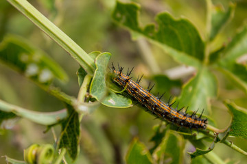 oruga mariposa