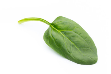Spinach on the isolated white.