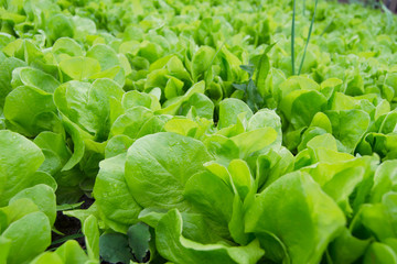 fresh green lettuce