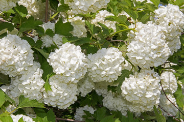 White flower of the snowball viburnum Buldenezh in bloom.