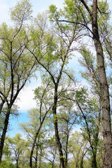 The trees in the woods in early spring. Morning.