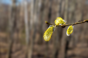 Fototapeta premium the buds on the trees