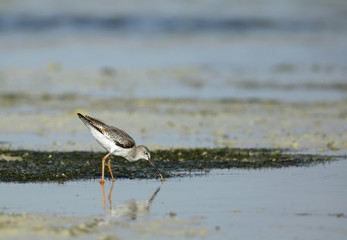 Redshank 