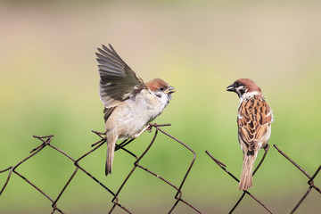 feeding Chicks bird on old fence netting