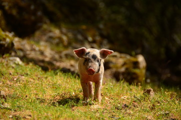 sardinian pigs