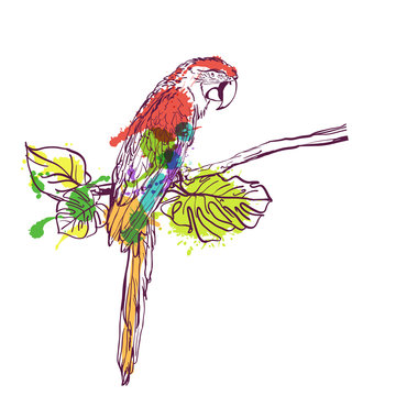 Vector hand drawn watercolor illustration of tropical ara parrot. Colorful parrot bird sitting on branch with green leaves. Isolated design element for fashion print, label, package, background.