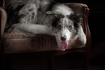 Border collie dog merle color in interior studio