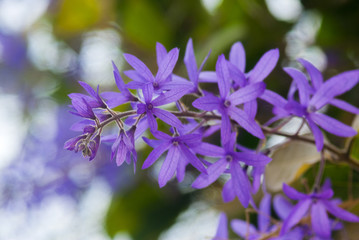 Petrea Flowers. Nazareno in Guatemala. Petrea volubilis, Petrea kohautiana.