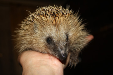 Hedgehog on palm