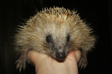 Hedgehog on palm