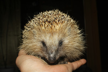 Hedgehog on palm