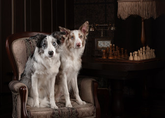 Fototapeta na wymiar Two Border collie dog merle color in interior studio