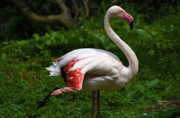 Flamingo bird on green grass