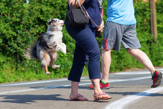 dog jumping behind a woman