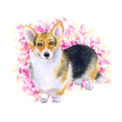 Watercolor closeup portrait of tricolor short-legged Pembroke Welsh Corgi. Isolated on abstract background. Shorthair small-sized hound dog. Hand drawn sweet home pet. Greeting card design. Clip art