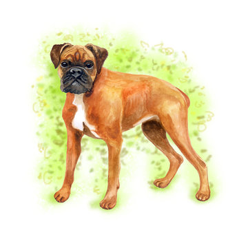 Watercolor closeup portrait of German boxer, deutscher boxer breed dog isolated on fresh green background. Medium-sized short-haired breed dog. Hand drawn sweet home pet. Greeting card design clip art
