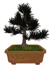 Japenese cedar tree bonsai - 3D render