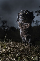 portrait of black dog