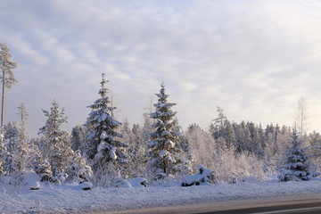 Trees in cold winter day and snow