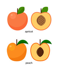 Peach and apricot and their transverse section with stone fruits
