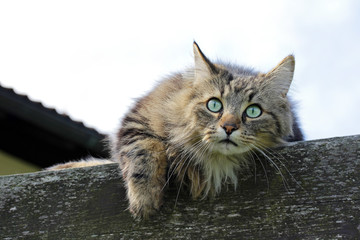 Eine Norwegische Waldkatze liegt neugierig auf einem Dach