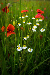 Beautiful poppy field