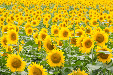 Fototapeta premium field of blooming sunflowers