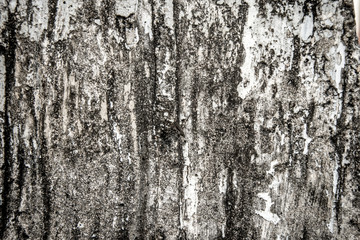 Obraz premium wood texture