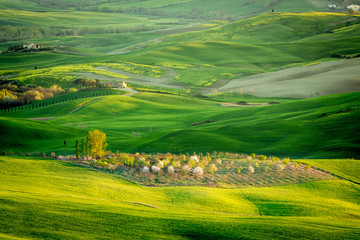 Obraz premium Rolling green fields in spring, Tuscany, Italy