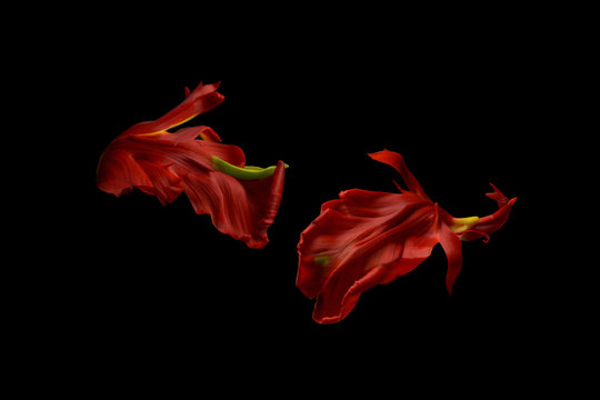 Petals from parrot tulip, against black background