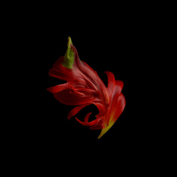 Petals from parrot tulip, against black background