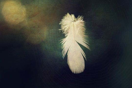 Feather stuck on spider's web