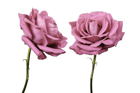 Two roses against plain background