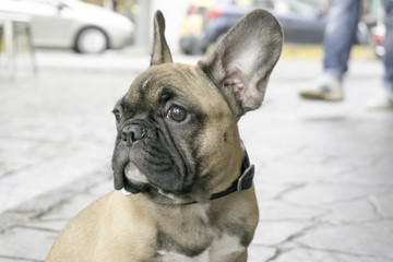 CANE, BULLDOG FRANCESE

