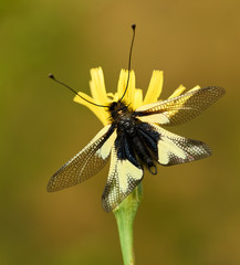 owly sulphur, Libelloides coccajus