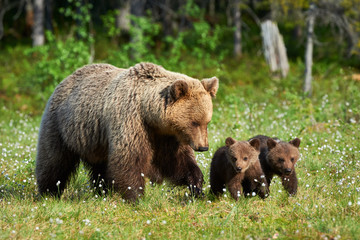 Obraz na płótnie Canvas Mother brown bear and her cubs