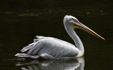Pelican bird in green pond