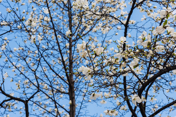Magnolia stellata or Japanese HIME-KOBUSHI flower against blue sky