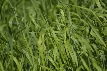 green grass after rain