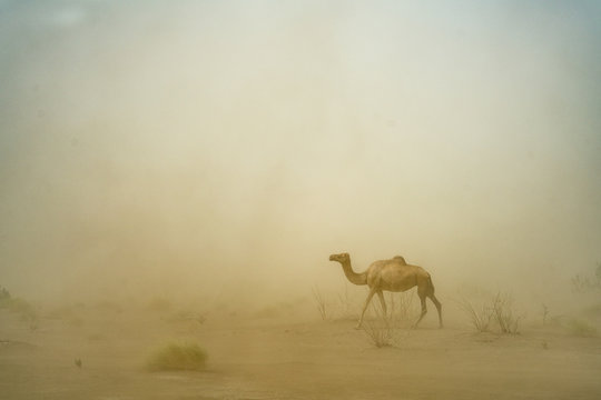 Camel in sand storm