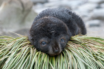 Fur seal pup on tusset grass