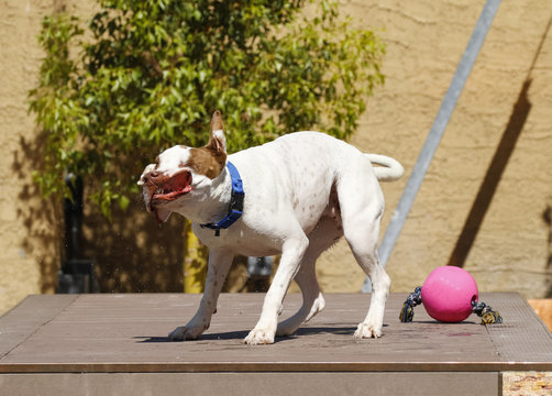Dog shaking off water and flapping it's lips showing his teeth