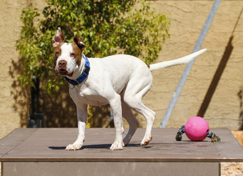 Pitbull with it's ears up looking funny after shaking off water