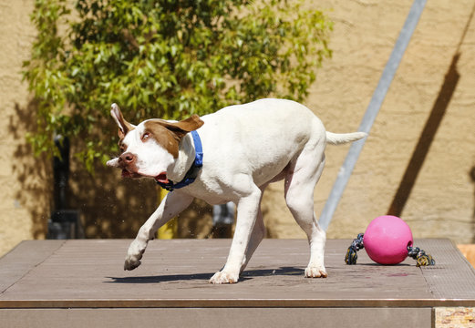 Dog shaking off water after swimming and making a face